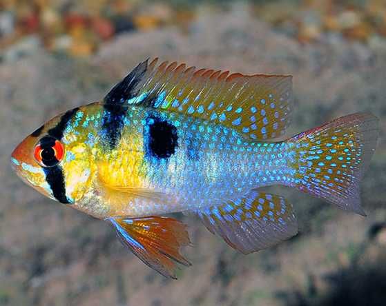 Ramireza german blue | Hodowla Łajski