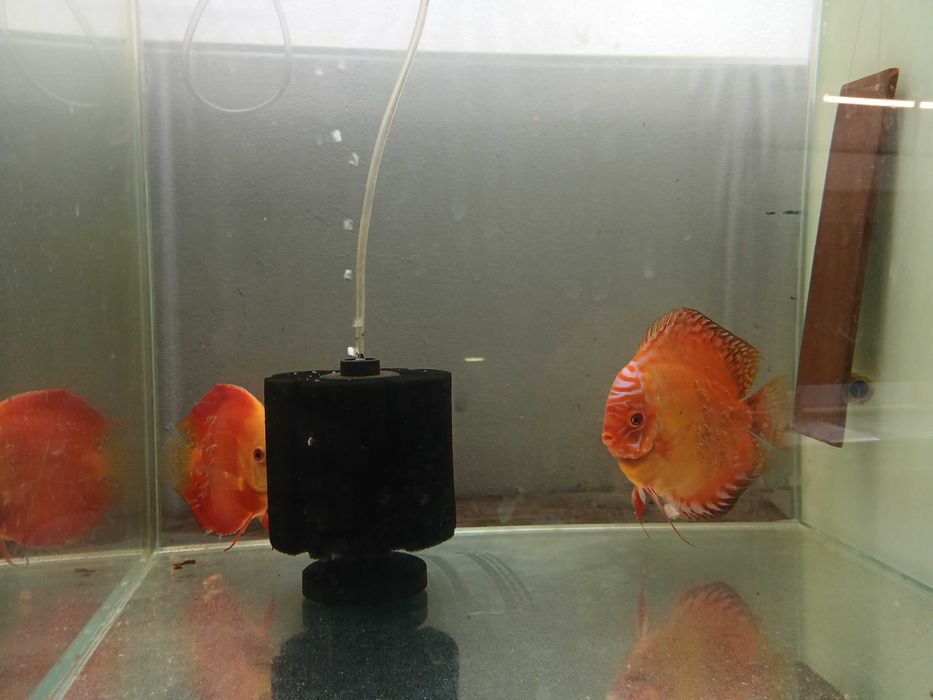 Paletki Dyskowce Bardzo płodna, dwuletnia para