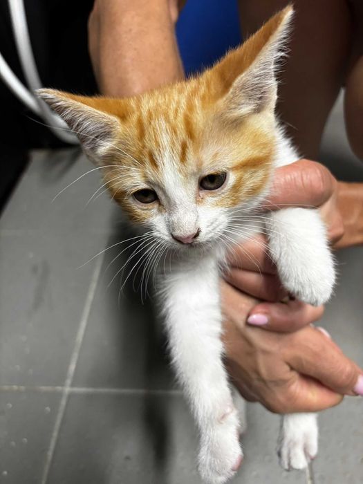 Dou gatinhos bebe