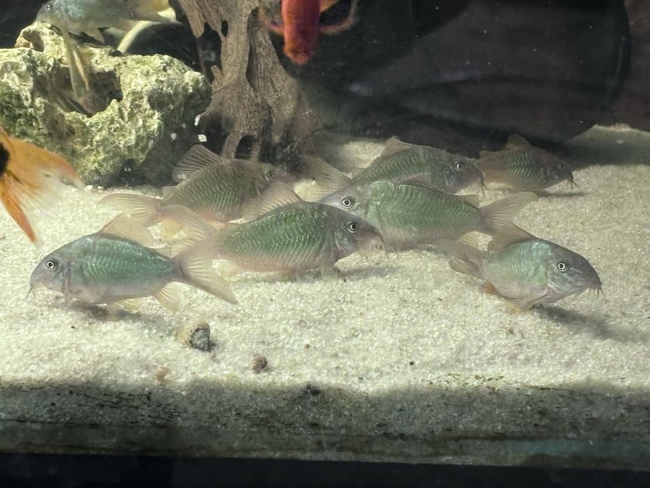 Brochis splendens, kirys szmaragdowy