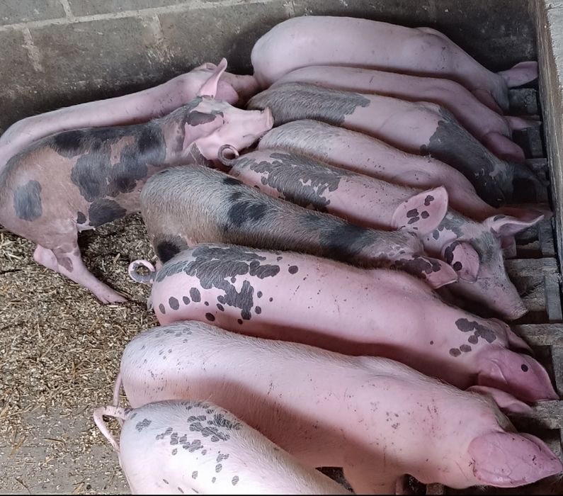 Продам поросят м'ясної та м'ясо-сальної породи