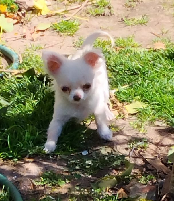 Śliczna chihuahua xxs dziewczynka najmniejsza
