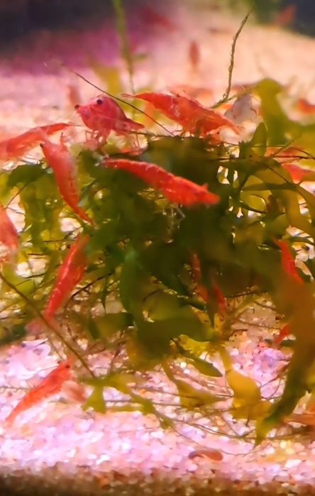 Camarões Red Cherry + oferta plantas