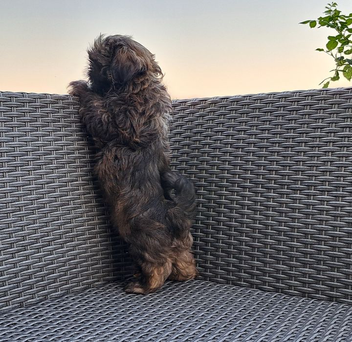 Shih tzu  piesek