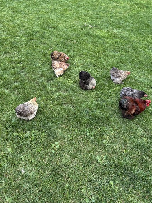 Jajka jaja legowe kur kochin karzełek/ miaturka