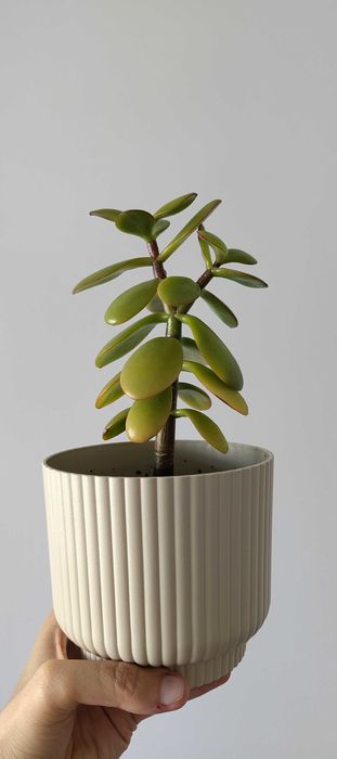 CRASSULA OVATA (Árvore do dinheiro / Jade) em vasos de 13cm