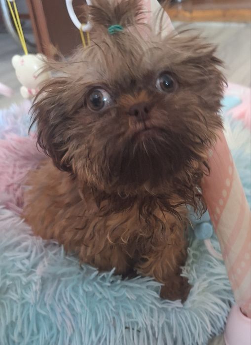 Gaga mini sunia shih tzu / domowa hodowla