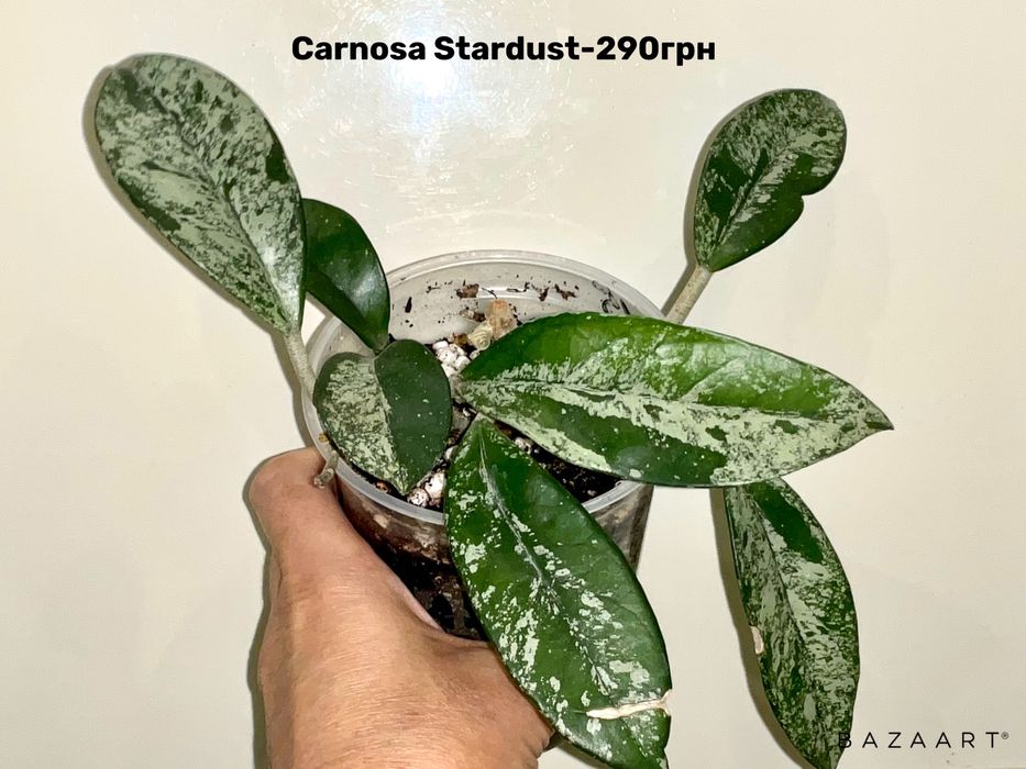 Хойя сорта разные укорененные