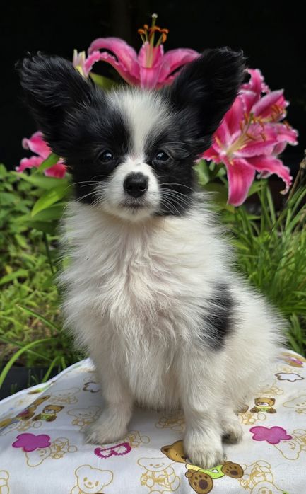 PAPILLON - spaniel kontynentalny miniaturowy- ZKwP/FCI