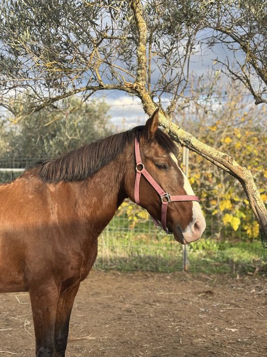 Egua castanha cruzada com lusitano