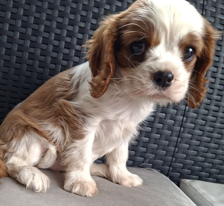 Cavalier King Charles spaniel