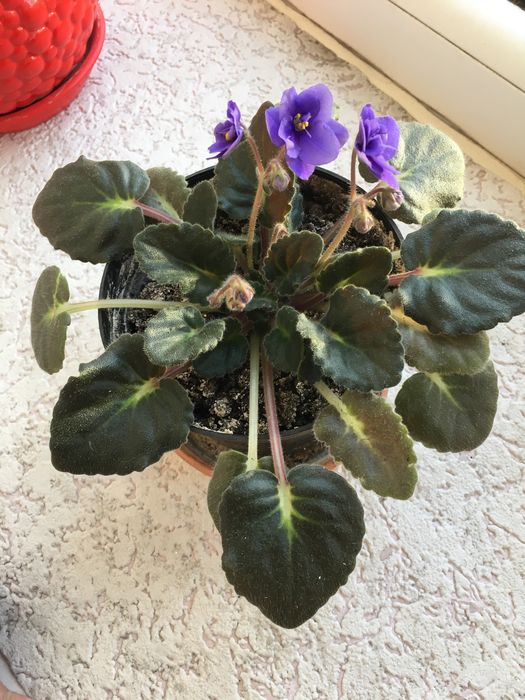 Жіноче щастя(Спатифілум)/фіалки/