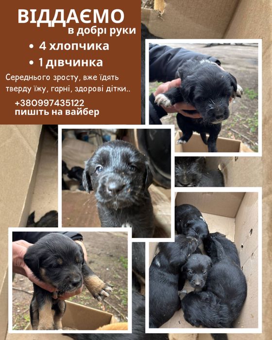 Віддаємо цуценят