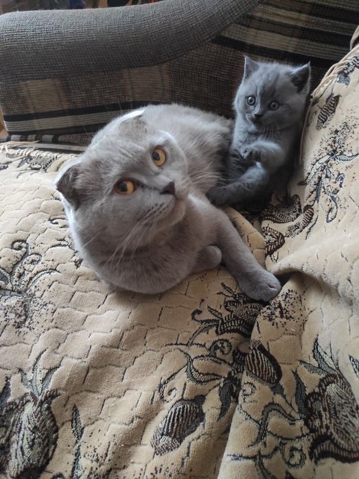 Шотландський прямовухий кіт