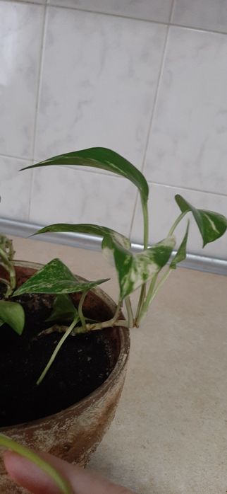 Сциндапсус золотистий