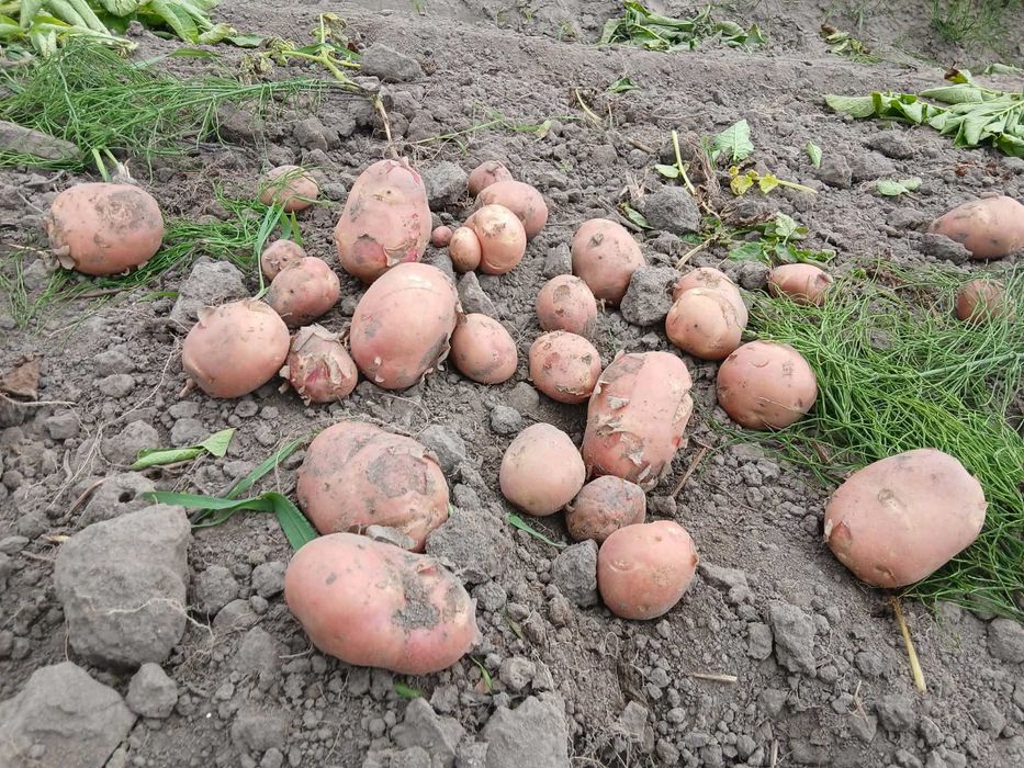 Sprzedam młode ziemniaki prosto z pola