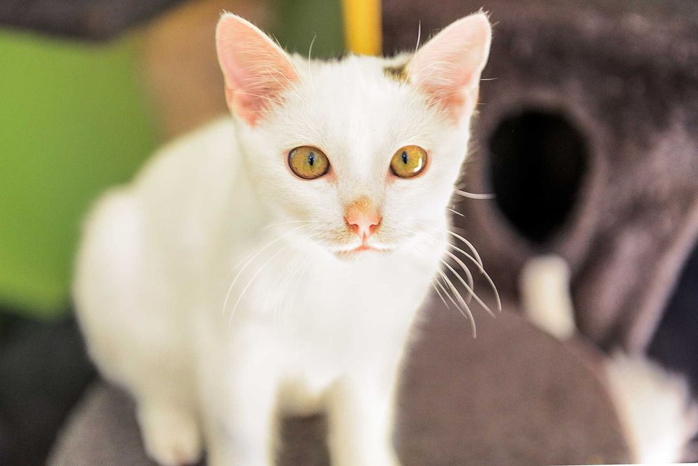 2 braciszki TIMON i PUMBA do adopcji