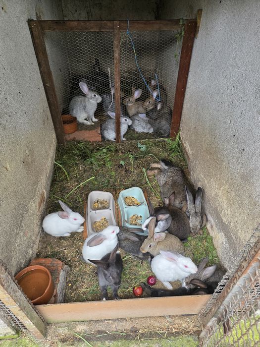 Vendo coelhos caseiros