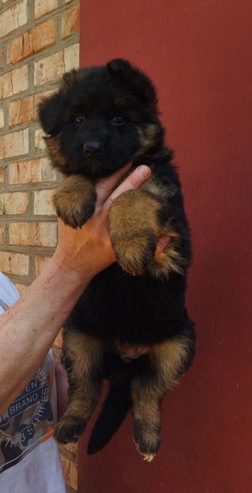 ТОП крови. Девочки Д. Ш. КСУ FCI