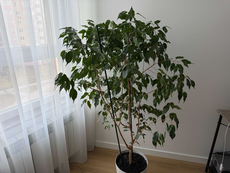 Фікус Бенджаміна 155см