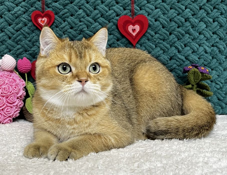 Шотландський котик