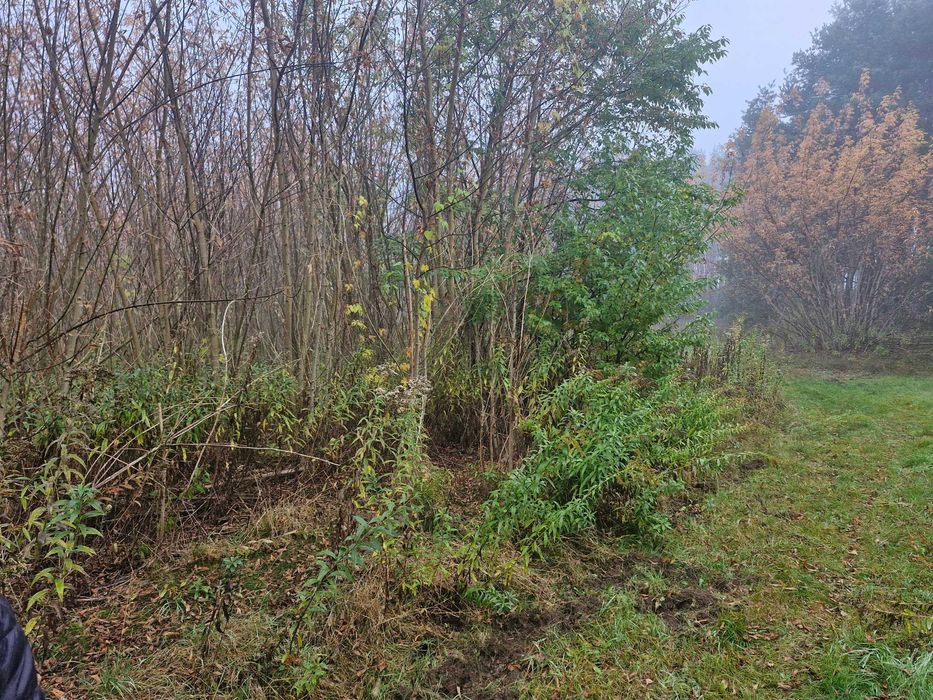 Mulczowanie, czyszczenie działek, wycinka drzew, karczowanie