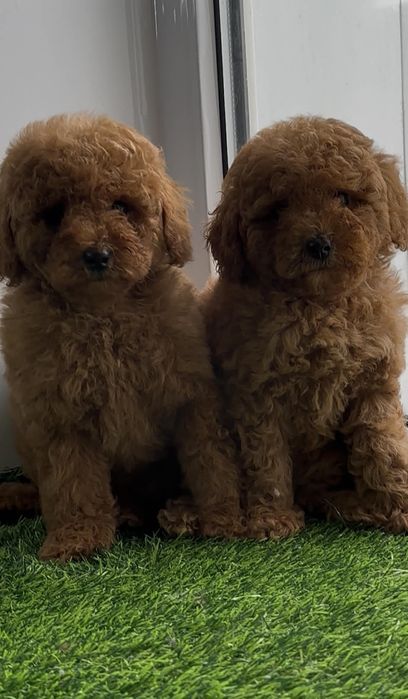 Маленькие куколки ,девочки пуделя!