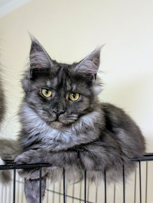 Cleo czarna dymna kotka Maine Coon. Zapraszamy