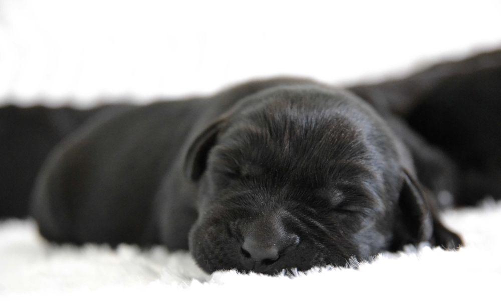 Cudowny szczeniak Labrador Retriever