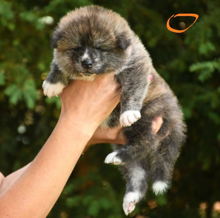 Akita suczka FCI