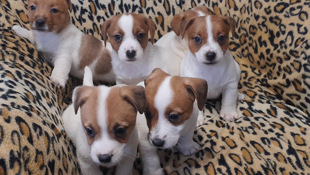 Jack Russell Terrier piesek