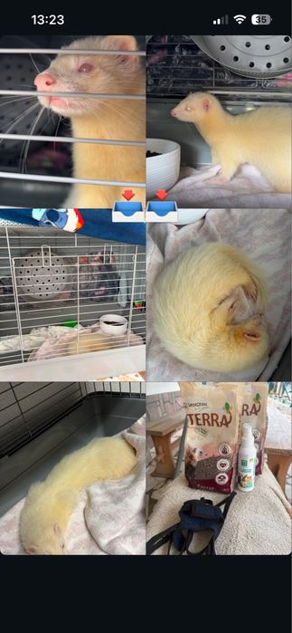 Animais de estimacao