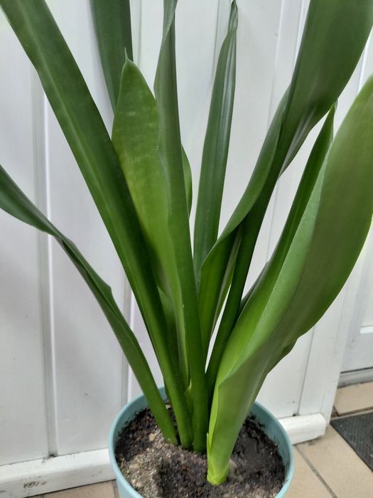 Сансев'єрія вазон