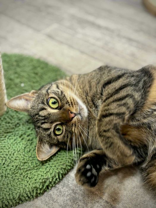 Karta czeka na domek...