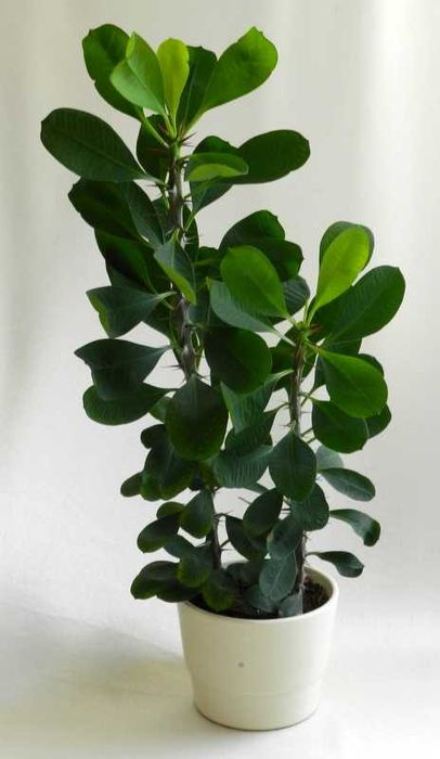 WILCZOMLECZ  48 cm w doniczce ceramicznej ładny