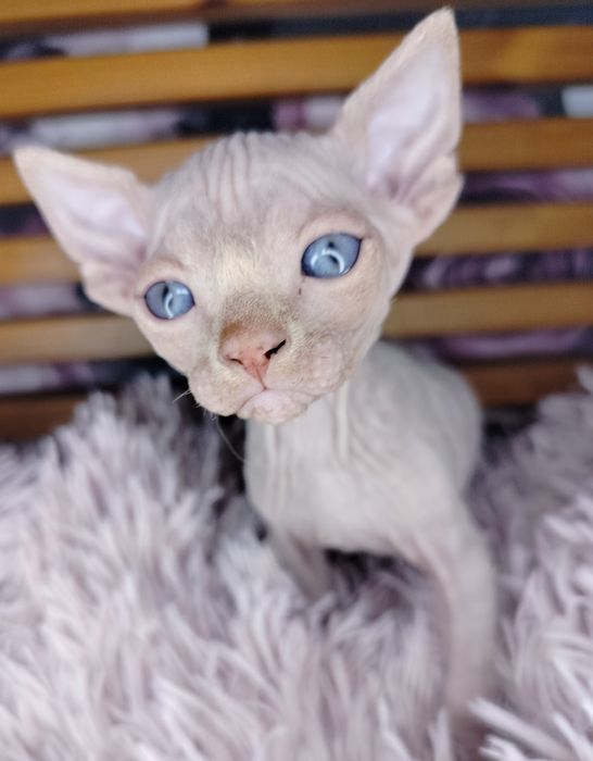 ZAREZERWOWANY. Sfinks Kanadyjski, kocurek, liliowy