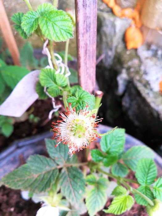 Framboesa Chinesa - Rubus Hirsutus