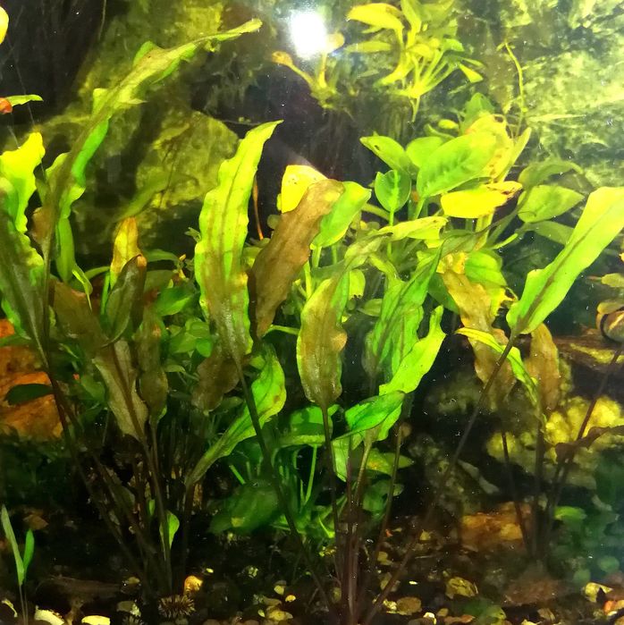 Аквариумні рослини. Анубіас Нана Петіт