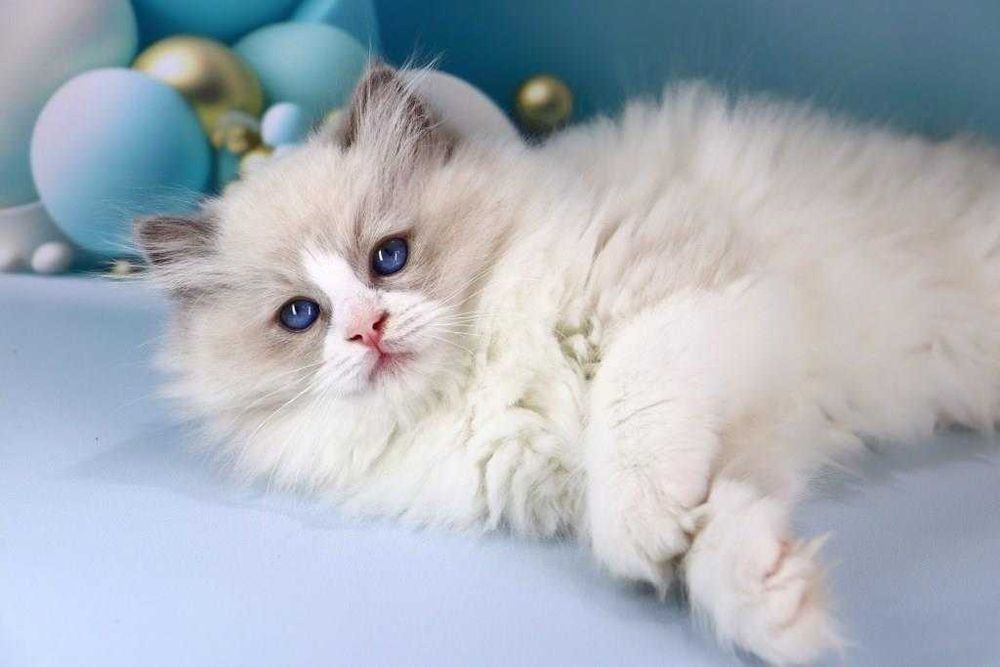 Красивий породистий хлопчик-регдолл