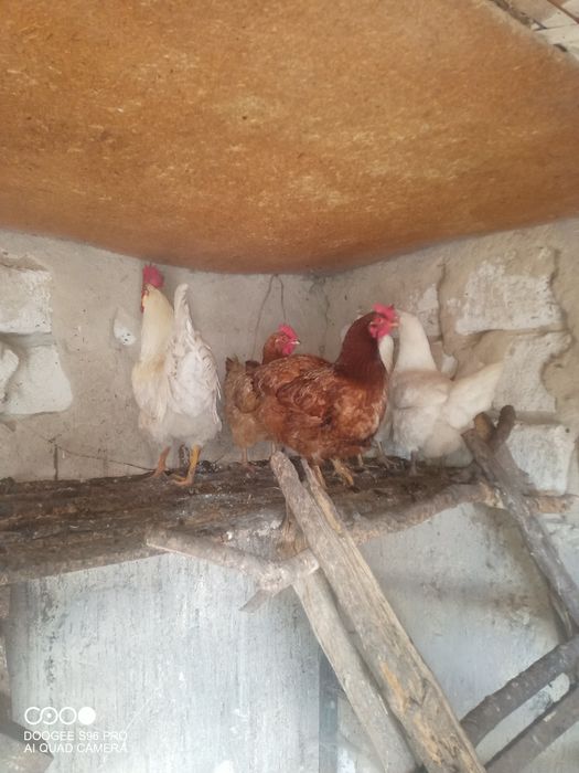 Продам яйца куриные.