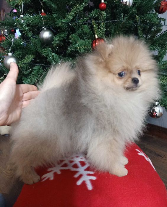 Bardzo słodka dziewczyna dla rodziny