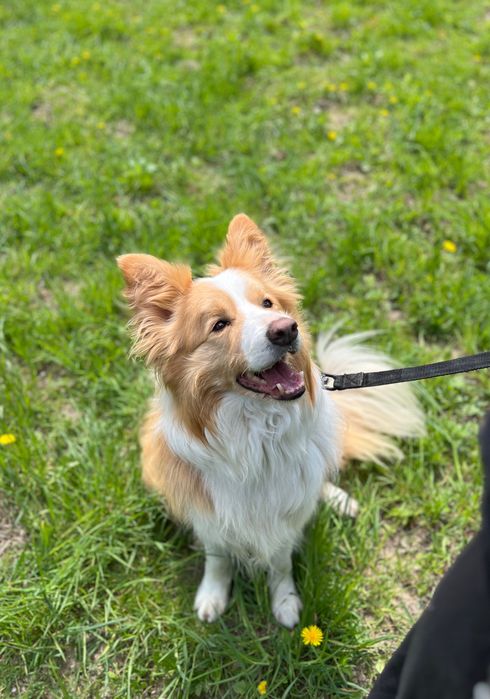 Border collie szuka domu
