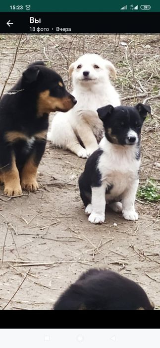 Отдам даром в хорошие руки