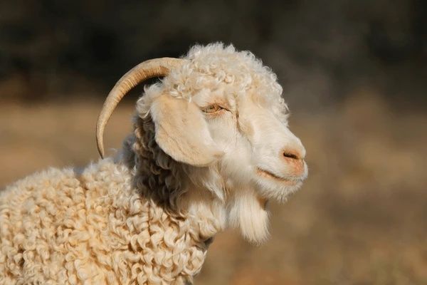 Cabra Angorá, originária da região de Angorá, na Turquia,
