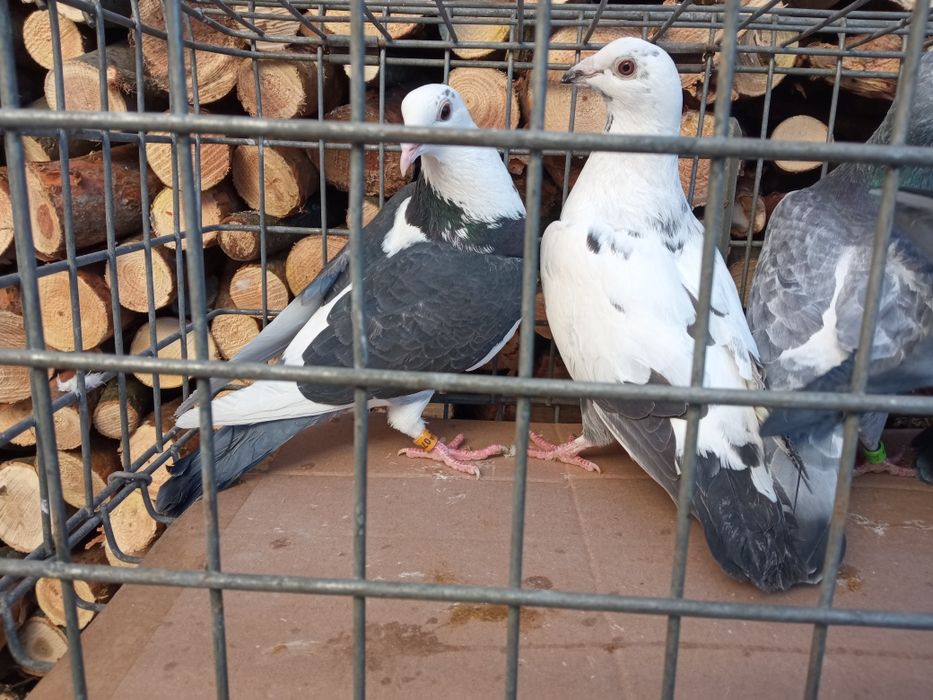 Gołębie pocztowe sprzedam!!!