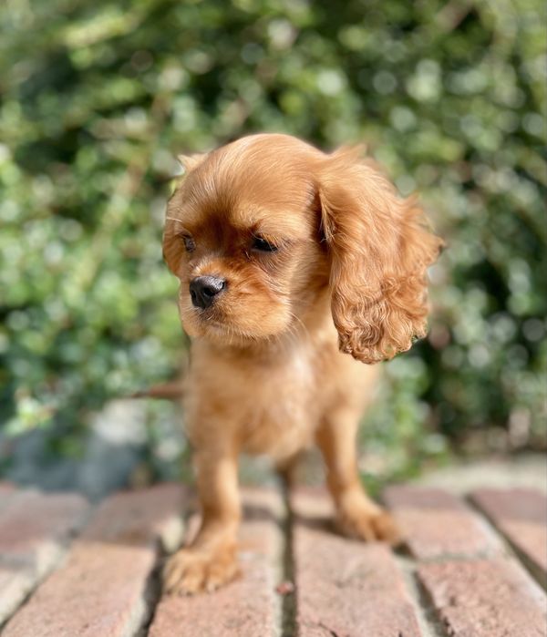 Cavalier king charles spaniel samiec