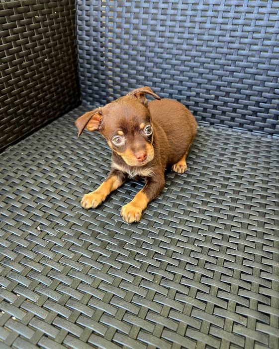Chihuahua macho Cor Chocolate