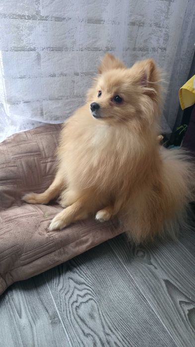 Шпіц хлопчик.Терміново!Супер ціна.