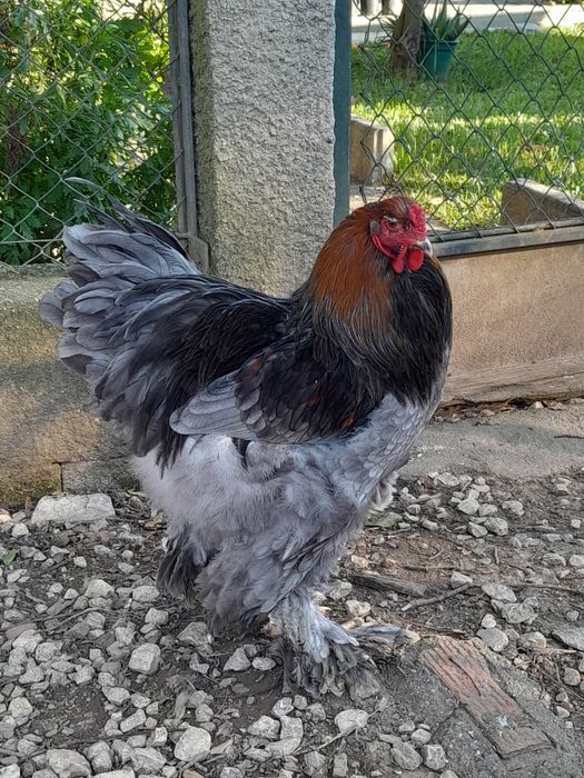 Galos Brahamas de 2024