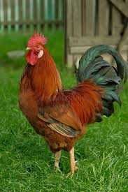 Vendo Frango do Campo